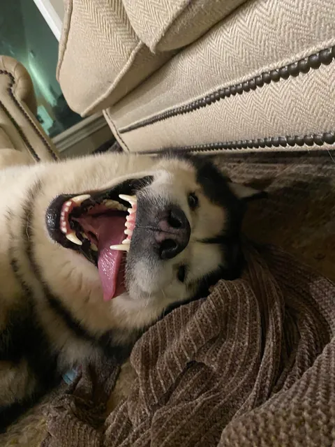 “Pleeeeease rub my belly” (said by my giant dork and his giant smile)