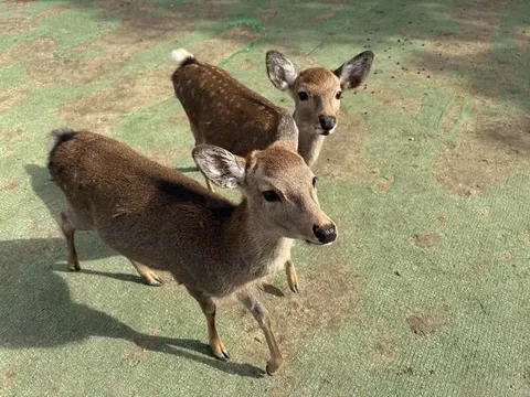 Ran into these two sweet dear at Nara Park today, one of them just walked over and rested its head on my leg.