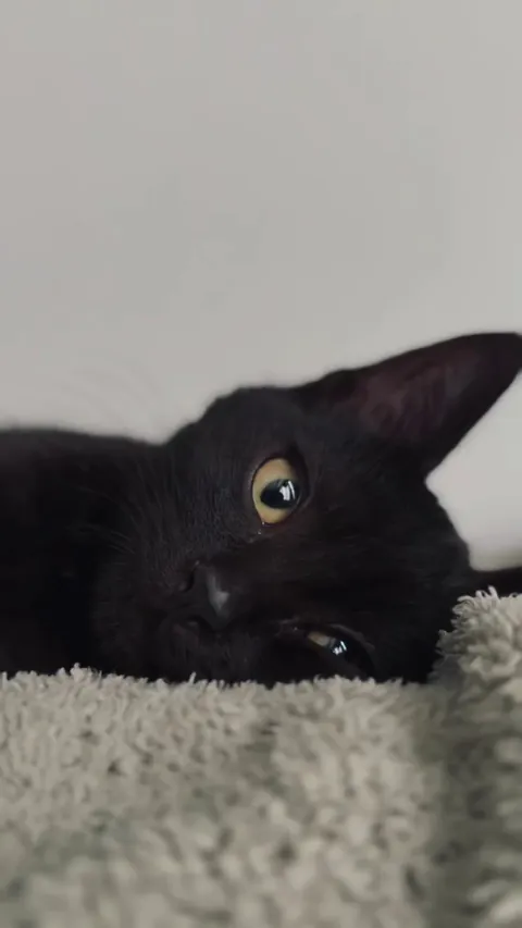 Her mom left her behind, and people kept overlooking her just because she’s black. She waited and waited… and then she chose me.
Now little Tilda finally has her home 🖤