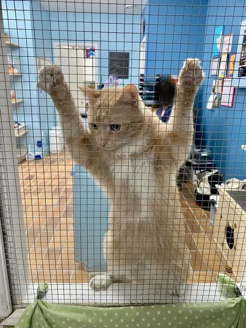 Pantoufle (Slipper) from our shelter doesn’t like other cats. (He starts fights) So he can go everywhere (reception room, kitchen, laundry room …) except the adoption room. That’s him protesting :)