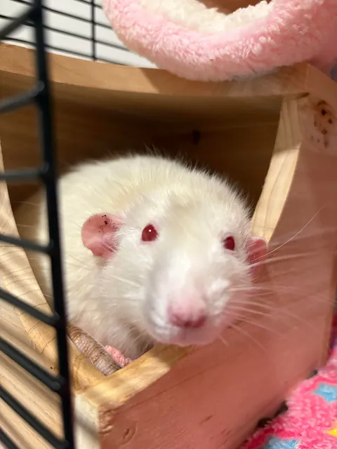 Guys I watched my rat pull a penis plug out and eat it. I’ll never be the same