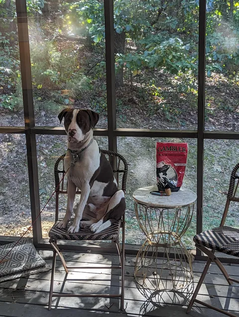 Since everyone loved him so much as a puppy, here he is at least a little grown up