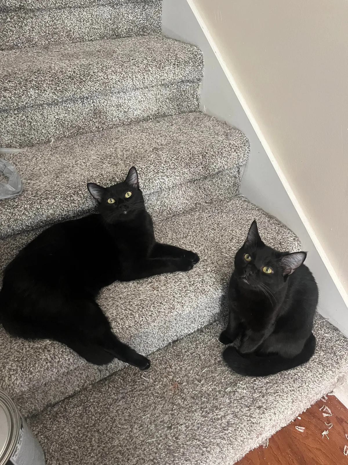 1 year ago I took in a mama and her voidlings to “foster”