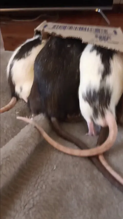 6 Rats trying to fit in the smallest box in existance