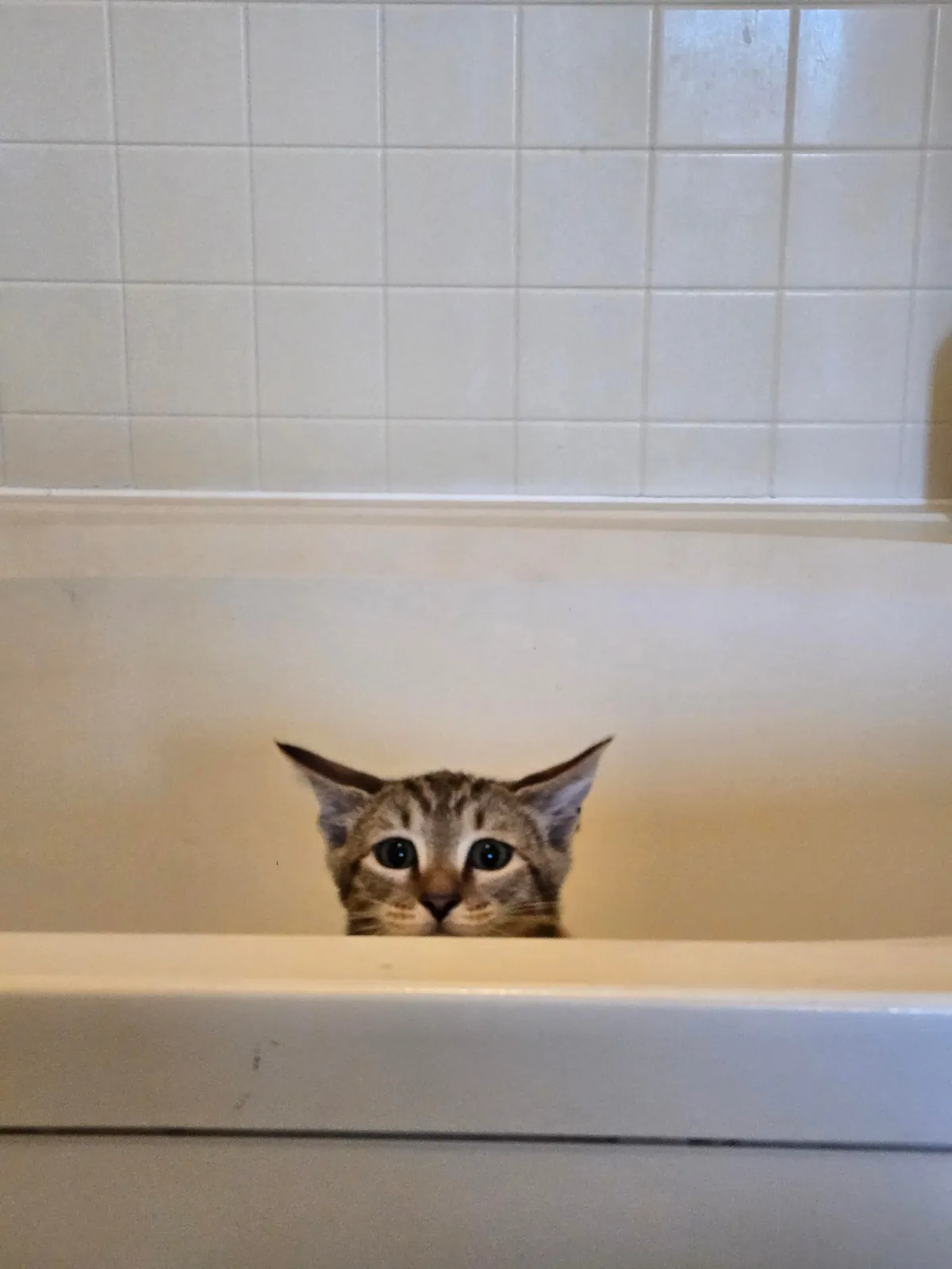 Meet Dash, my first pet ever 😺