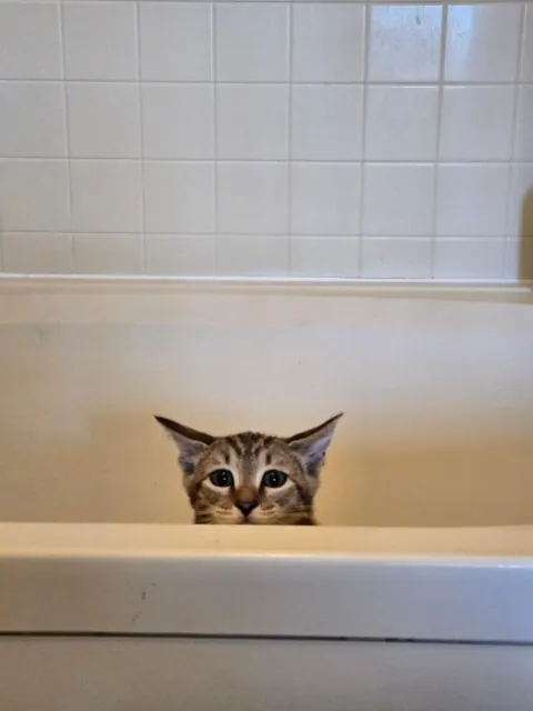 Meet Dash, my first pet ever 😺