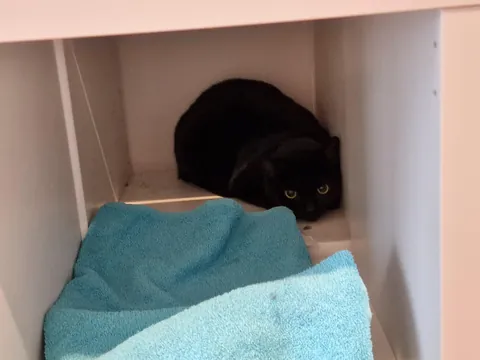 The shelter said she was difficult to place because she's a very scared cat. So anyway, what should I name her?