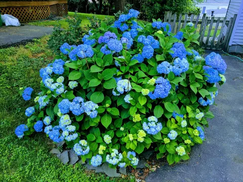 I screwed up my hydrangea bush 4 years ago and it finally flowered again