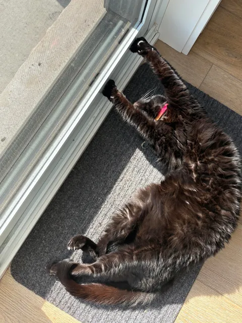 Today is my Jazz’s 14th birthday