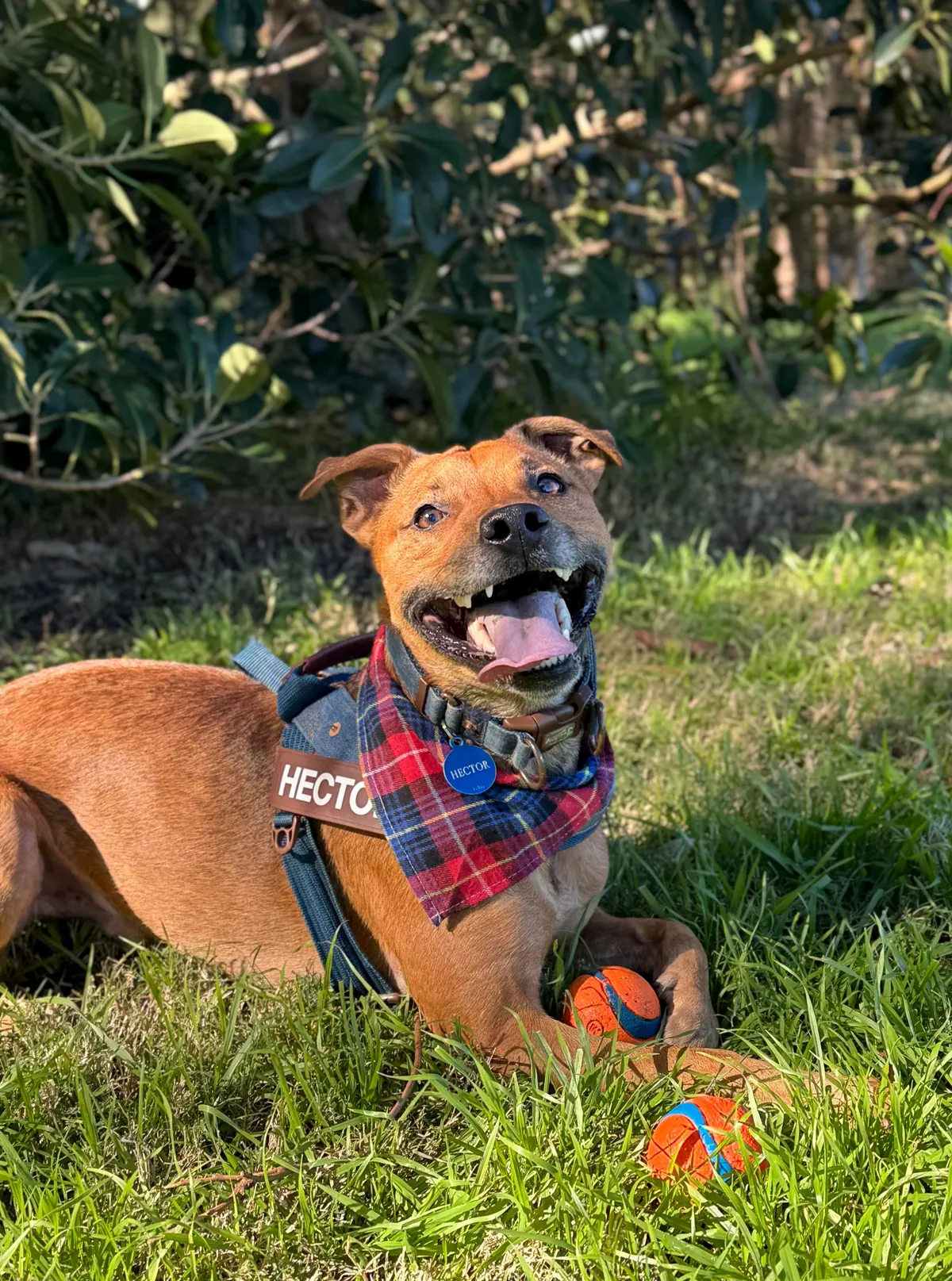 Hector through the years. Which is your favourite photo