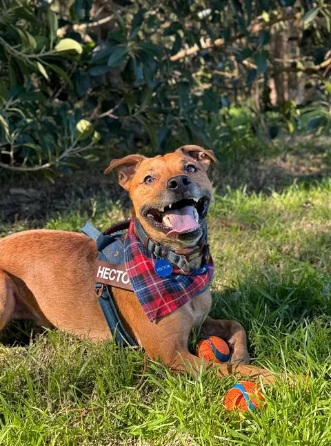 Hector through the years. Which is your favourite photo