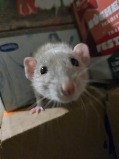 WHY IS JIMILY SO PHOTOGENIC