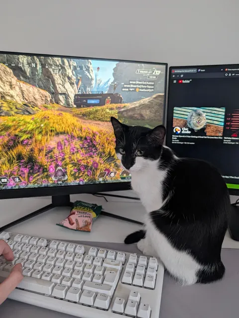 My first ever cat, i love her so much