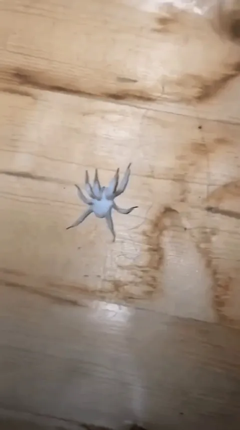 "Zombie" spider infected by cordyceps fungus