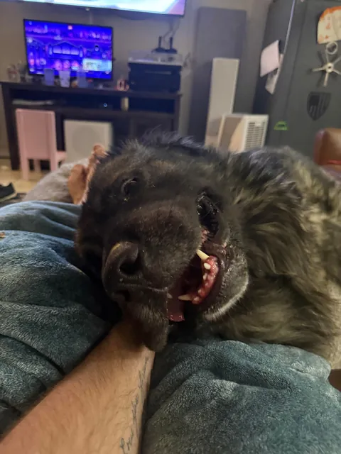 Most dangerous breed on the planet. Nobody tell him.