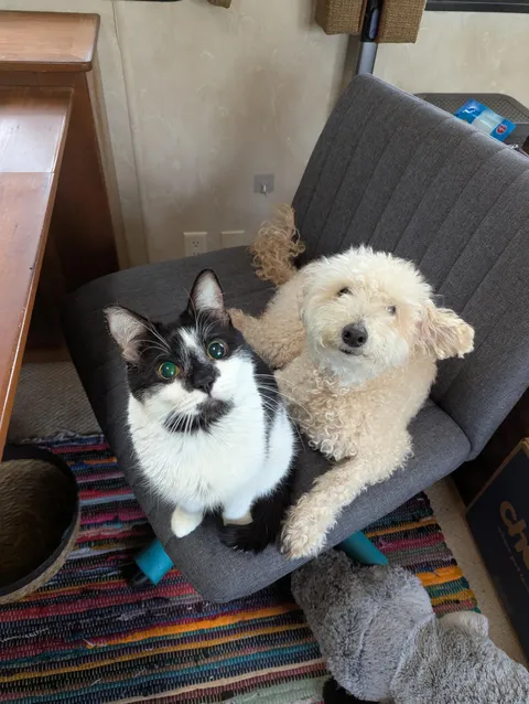 Blind-since-birth cat and his going-blind-now dog