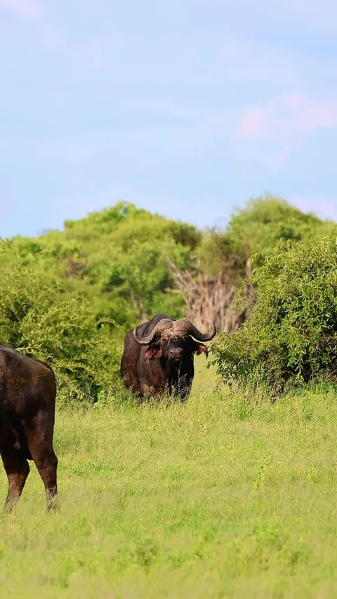 December in Botswana