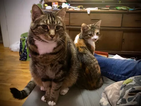 My senior cat has bonded with the new kitten and it’s the most adorable thing