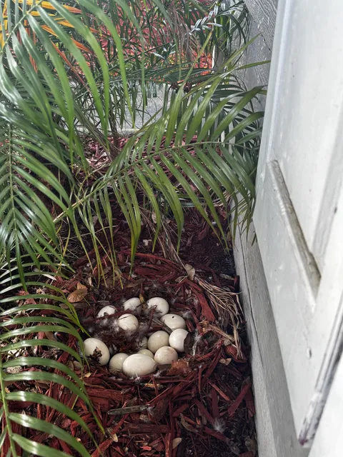 A couple of ducks made a nest in our front yard mulch