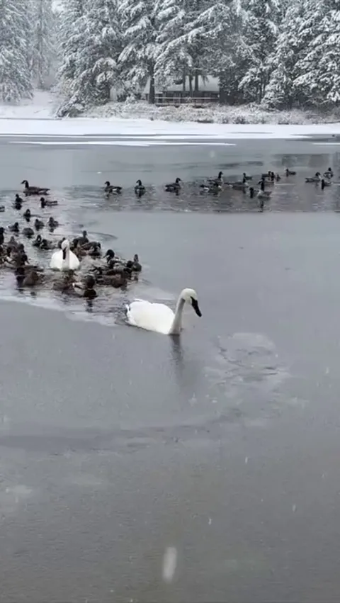 🔥 Swan acts as an icebreaker to clear a path for his fellow waterfowl....