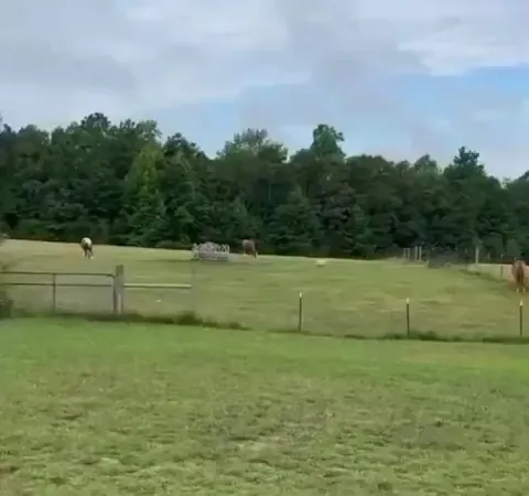 Rescued pig names Willy did not want to be late for breakfast
