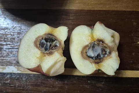 I was eating a nice apple until the mold appeared