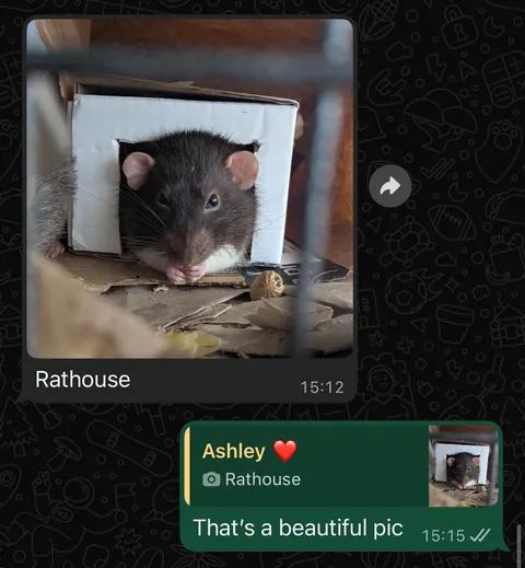 I was worried about moving my rats into my boyfriend’s place. I needn’t have been, he’s obsessed!