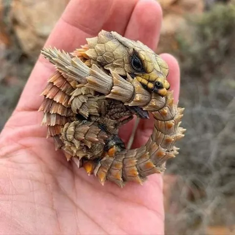 An Armadillo Girdled Lizard.
