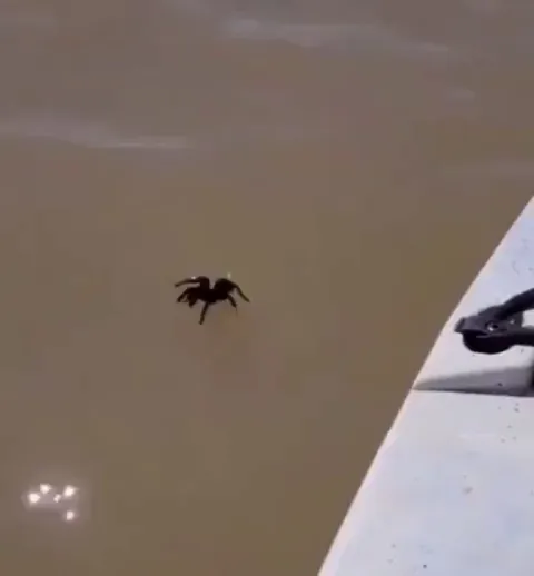 Tarantulas can walk on water all willynilly like.
