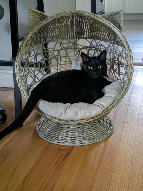 Luna really loves her chair