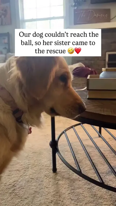 fluffy "I got you sis" ❤️