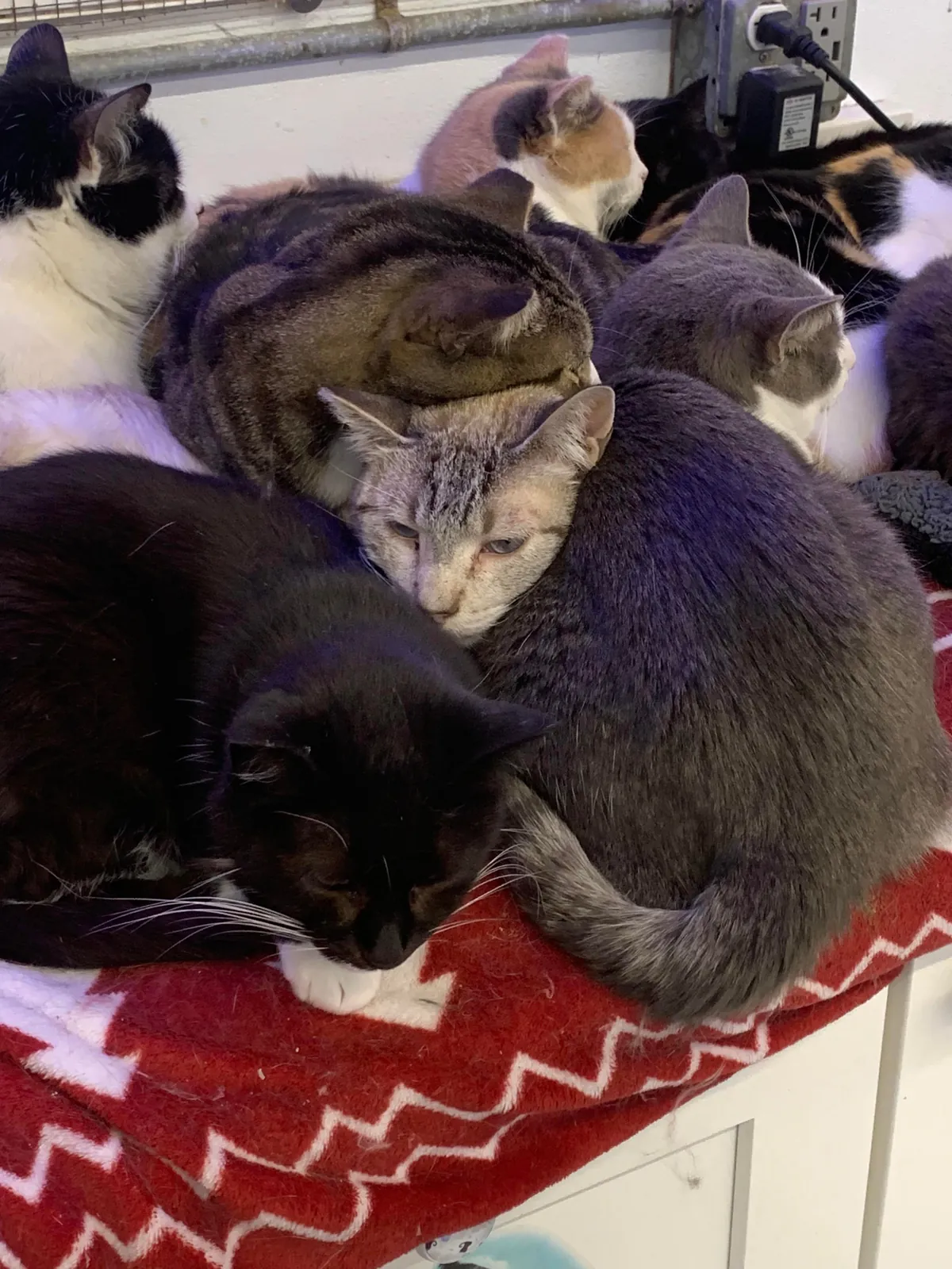 I just hit two years helping at the local animal shelter!