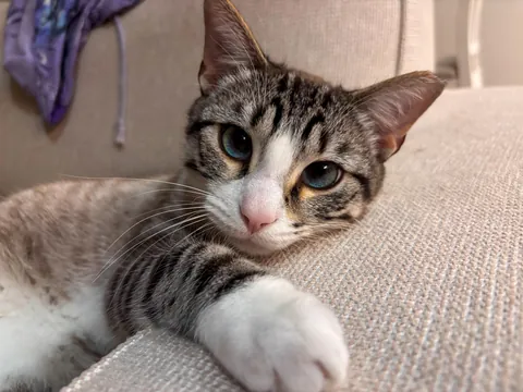 This is your reminder to please ADOPT don’t SHOP ^-^