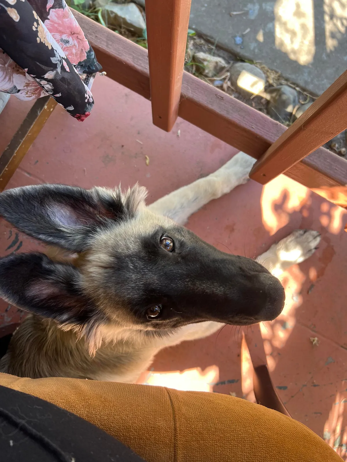 As requested heres a slew of photos of my found stray Kai Guy 😜(not sure breed mix?)