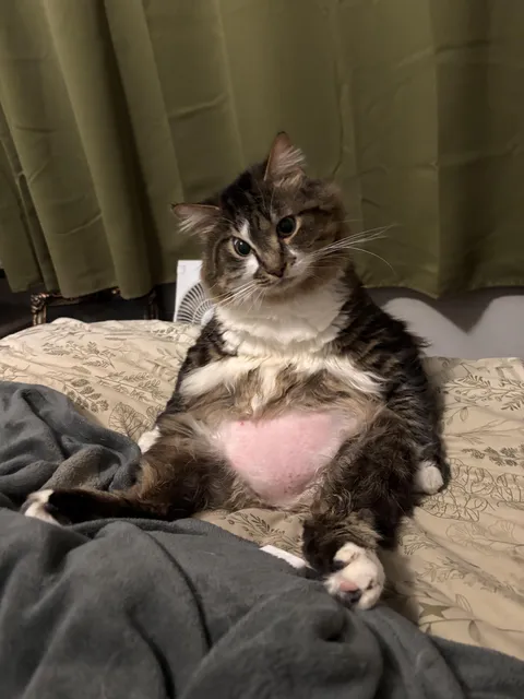 i’m not entirely sure if he’s a cat or an unholy amalgamation of a raccoon, a bear, and a middle-aged human man