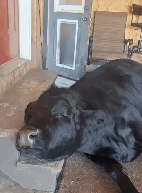 Wild night last night. Passed out on the porch.