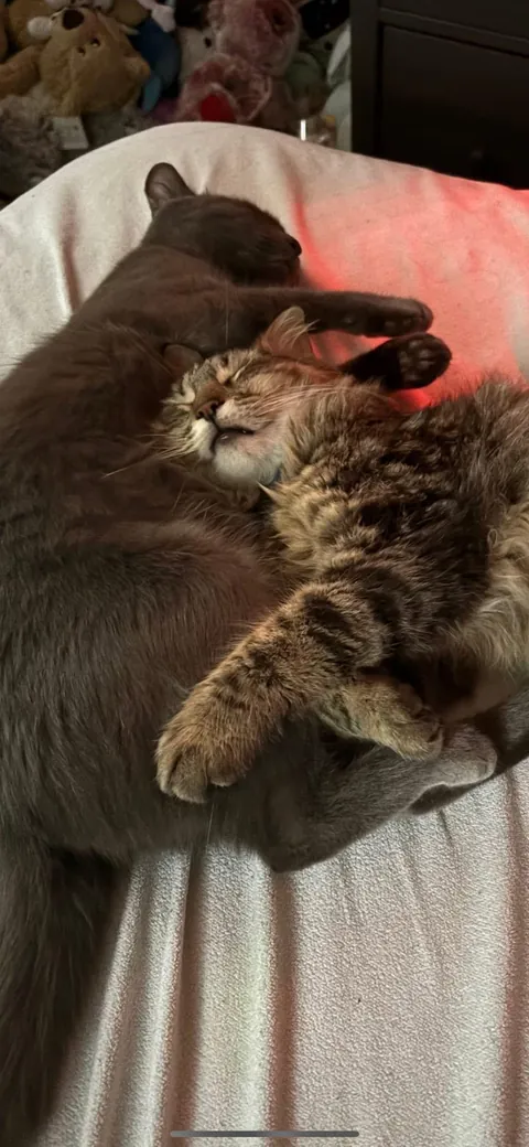 I’m having a shit day at work. Show me pictures of your cats doing weird/cute stuff so I can get through it.