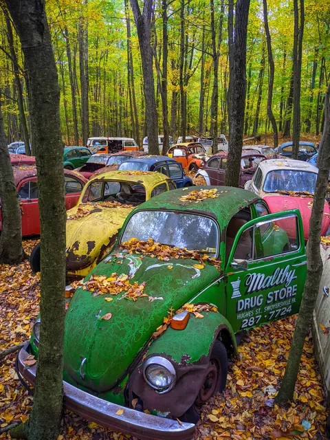 Bug infested woods in Pennsylvania