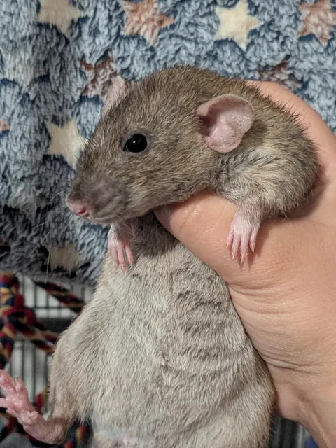 HELP! I overcooked my rat!