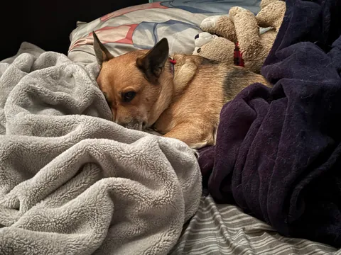 My German Shepherd Corgi Her name is Nana She’s 8 yrs young.