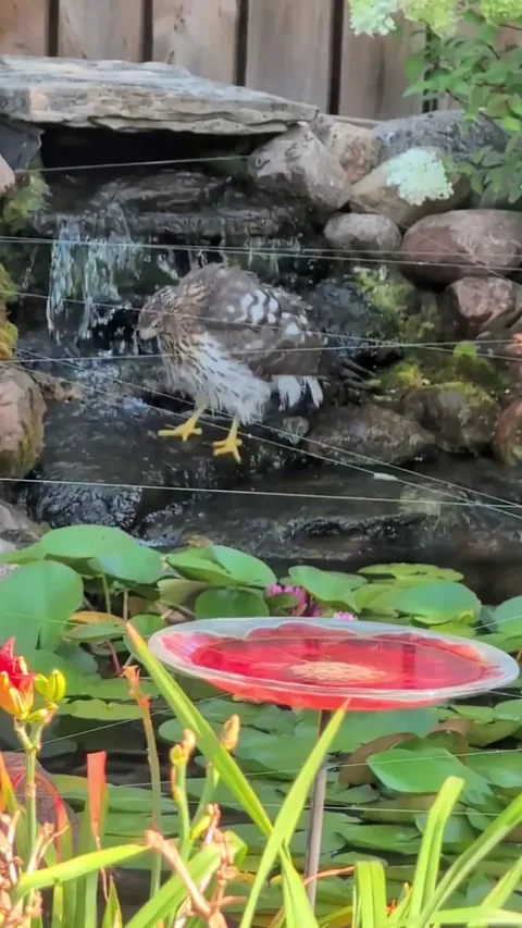 A hawk does a little dance to get its booty wet