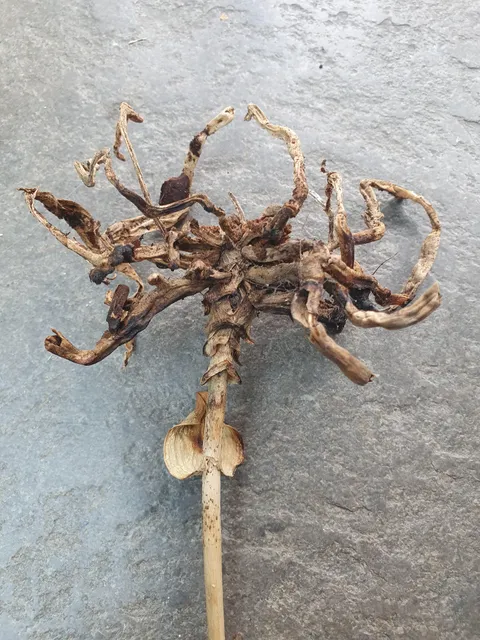 I thought the roots of this dead orchid look kind of like a facehugger