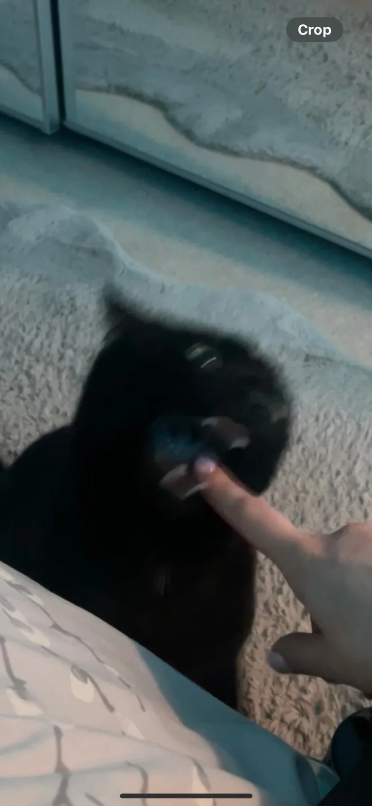 It’s Friday the 13th! Let’s see your black cats🖤 