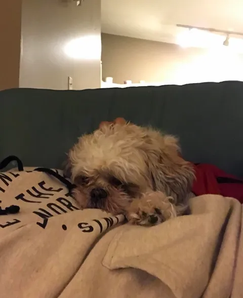 Our dog’s paw looks like a mini-version of him