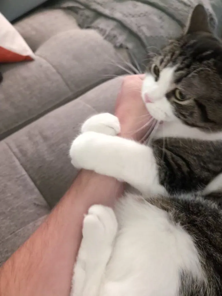 My cat has latched onto my arm, this is my life now.