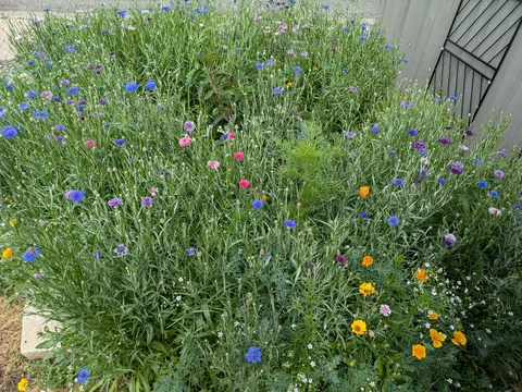 Bought a house last February with the most awful soil I've ever seen. Heavy clay that turns into little concrete. Not a single living plant in the entire yard. Wood chips and rocks everywhere. I'm disabled so I can only do a little at a time but after 1 yr my mental health is 100 times better.