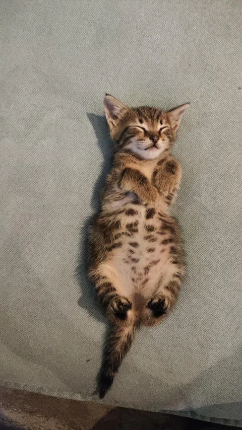 How is this even real? Feels like I adopted a stuffed toy 😭❤️