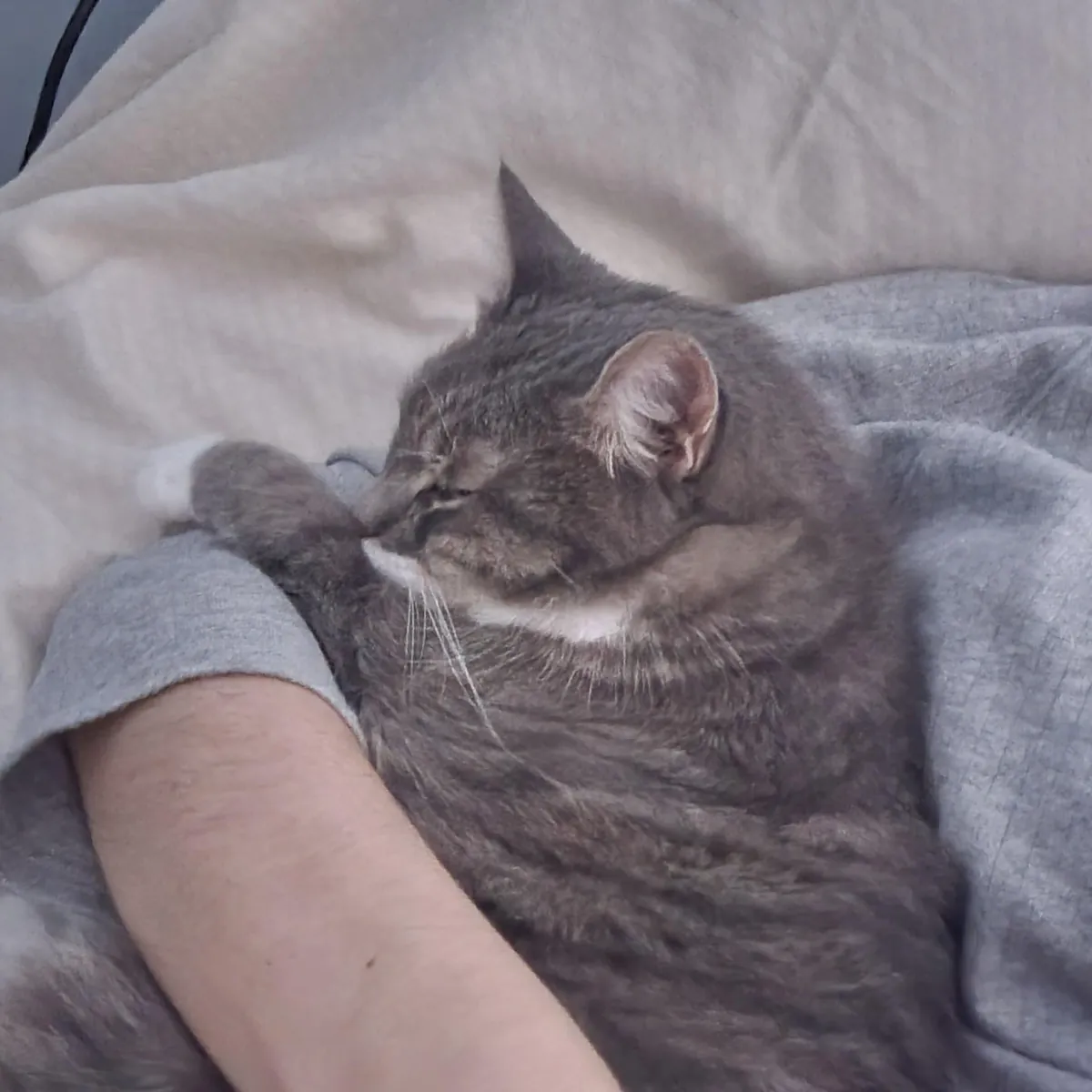 Anyone else's cat sleep on your butt/body??