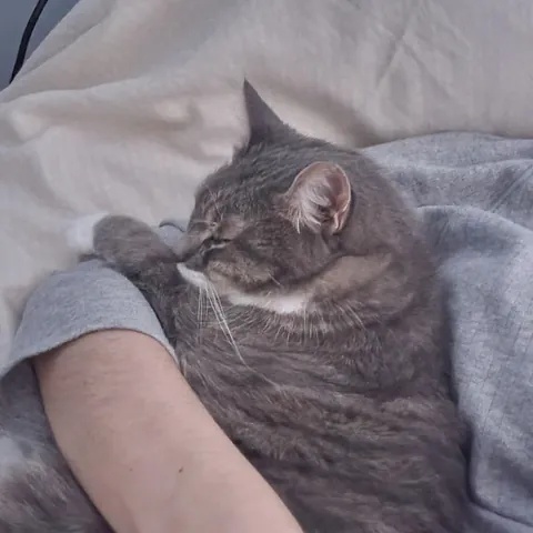 Anyone else's cat sleep on your butt/body??