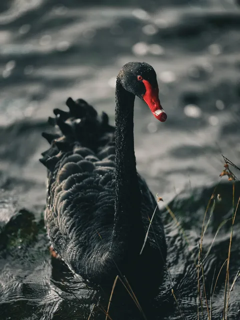 ITAP of a black swan.